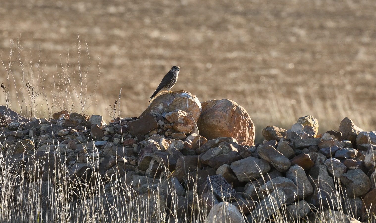 Falco columbarius aesalon [400 mm, 1/800 sec at f / 8.0, ISO 1000]